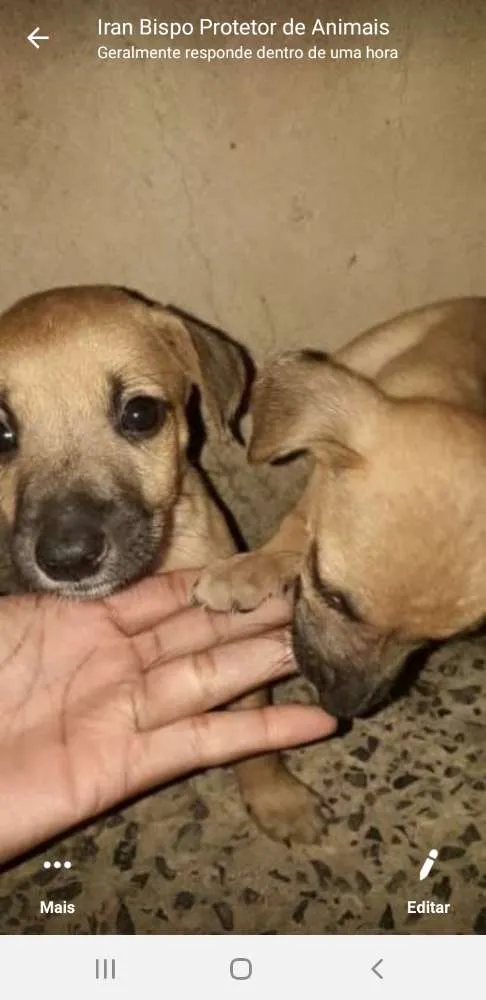 Cachorro raça Indefinida  idade 2 a 6 meses nome Sem nome