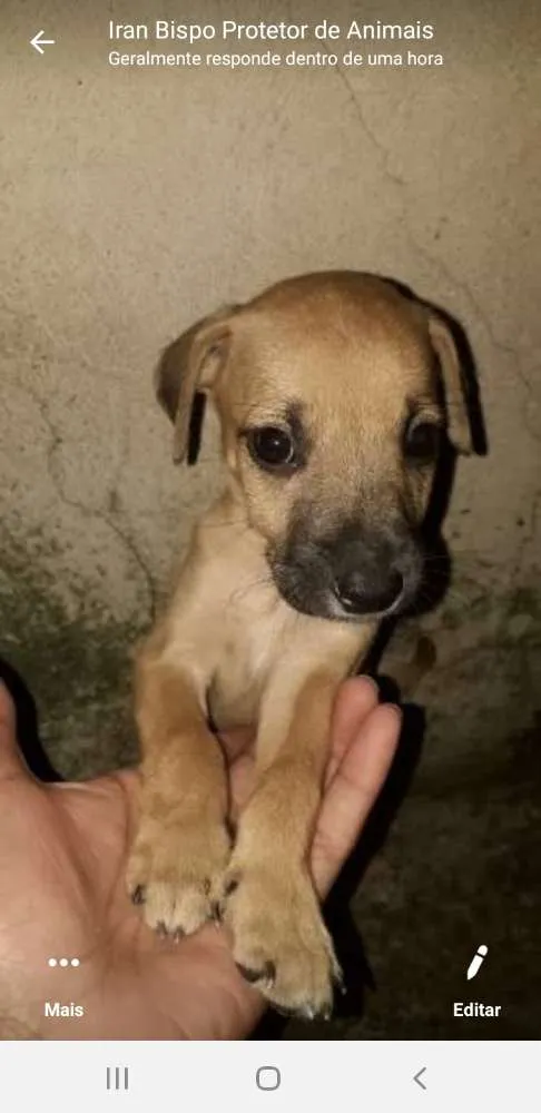 Cachorro raça Indefinida  idade 2 a 6 meses nome Sem nome