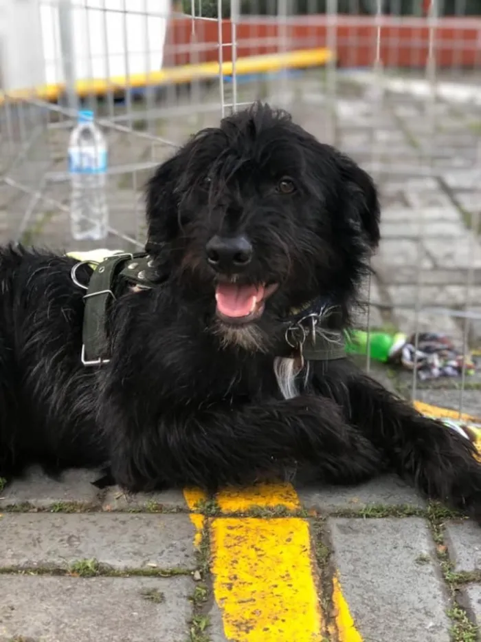 Cachorro ra a SRD idade 1 ano nome Lenine