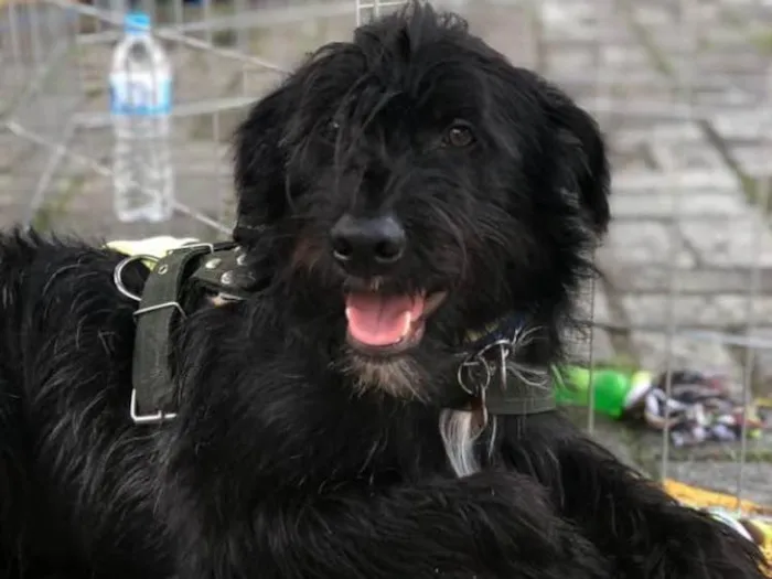 Cachorro ra a SRD idade 1 ano nome Lenine