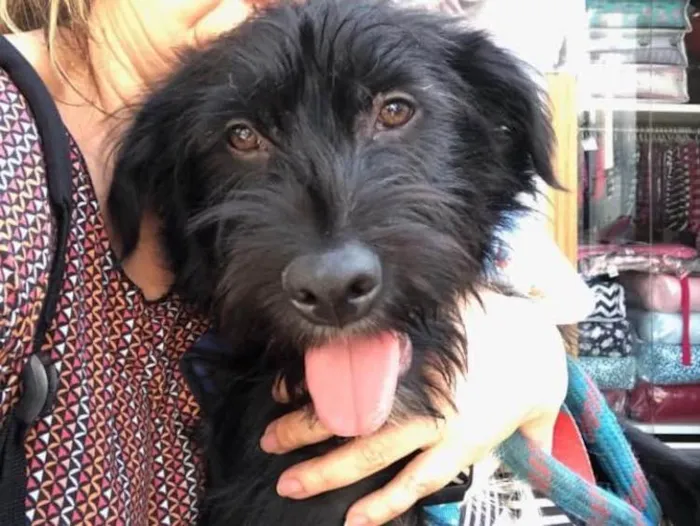 Cachorro ra a SRD idade 1 ano nome Lenine