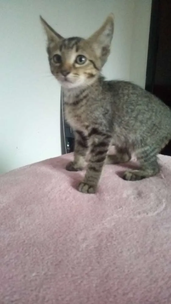 Gato ra a Sem raça definida idade 2 a 6 meses nome Sem nome