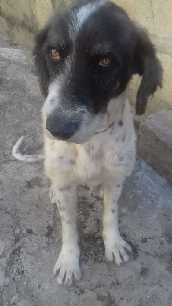 Cachorro ra a Vira Lata  idade 5 anos nome Banzé 