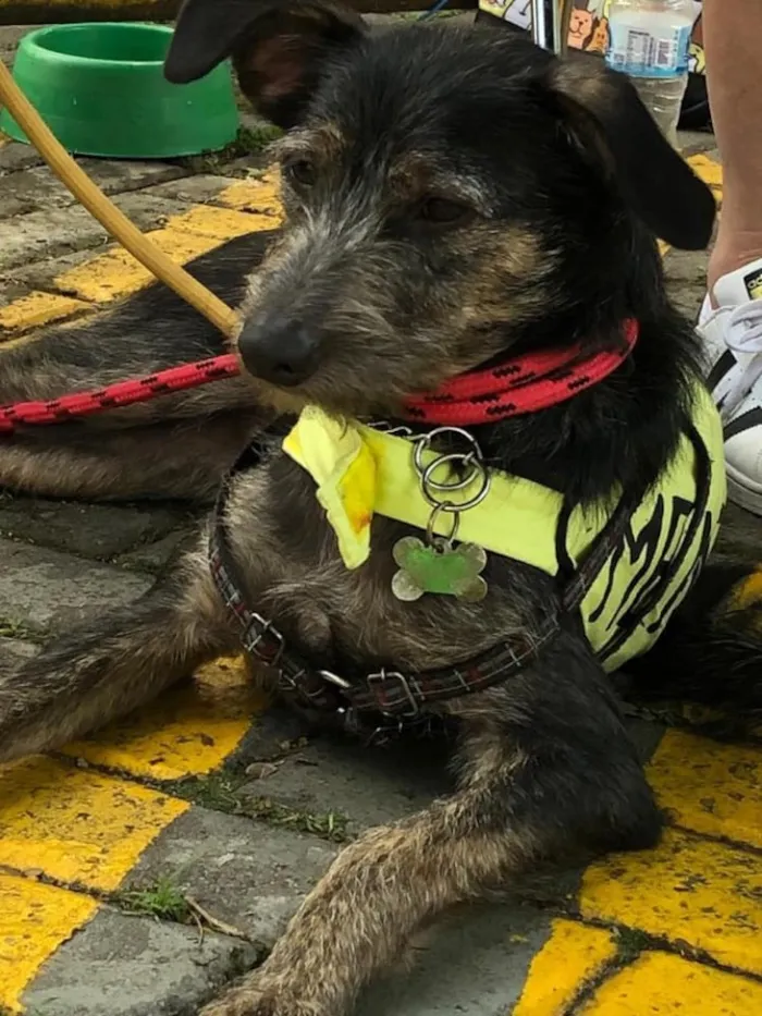 Cachorro ra a SRD idade 1 ano nome Lennon