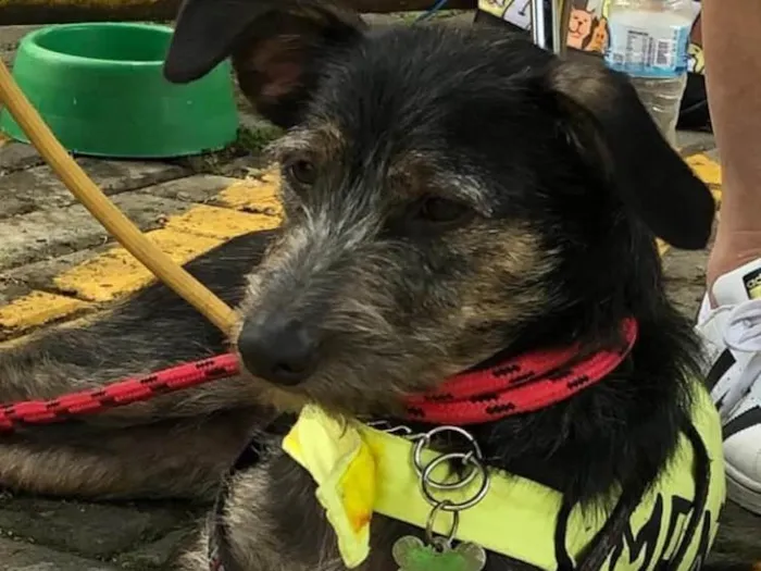 Cachorro ra a SRD idade 1 ano nome Lennon