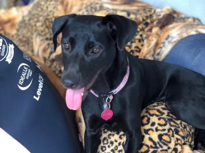 Cachorro ra a SRD idade 1 ano nome Belinha