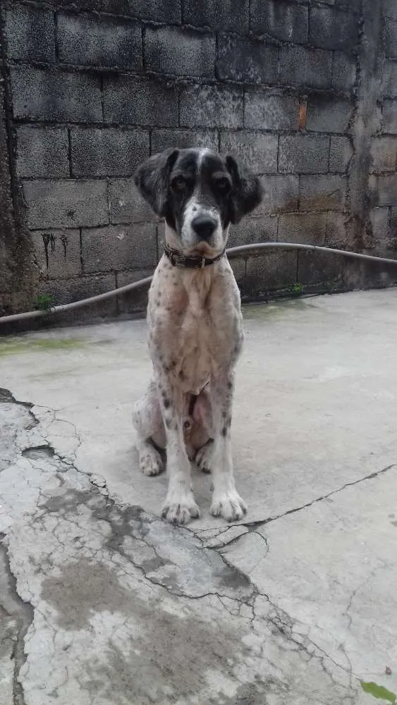 Cachorro ra a Vira Lata  idade 5 anos nome Banzé 