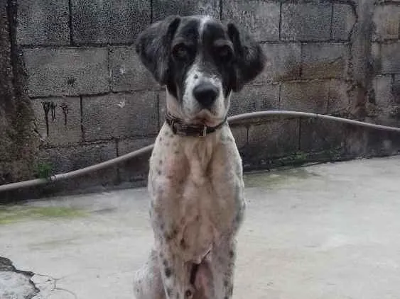 Cachorro ra a Vira Lata  idade 5 anos nome Banzé 