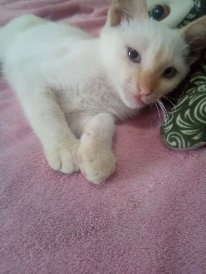 Gato ra a Sem raça definida idade 2 a 6 meses nome Coragem