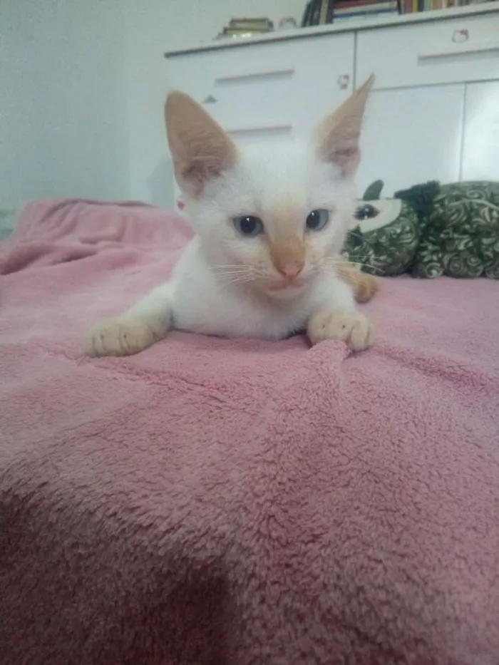 Gato ra a Sem raça definida idade 2 a 6 meses nome Coragem