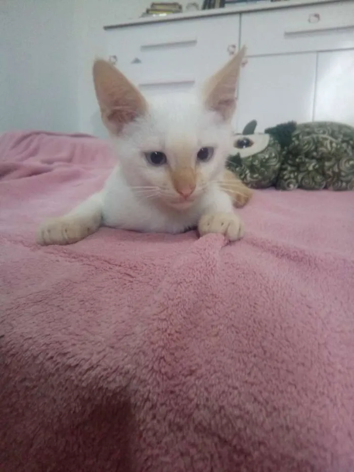 Gato ra a Sem raça definida idade 2 a 6 meses nome Coragem
