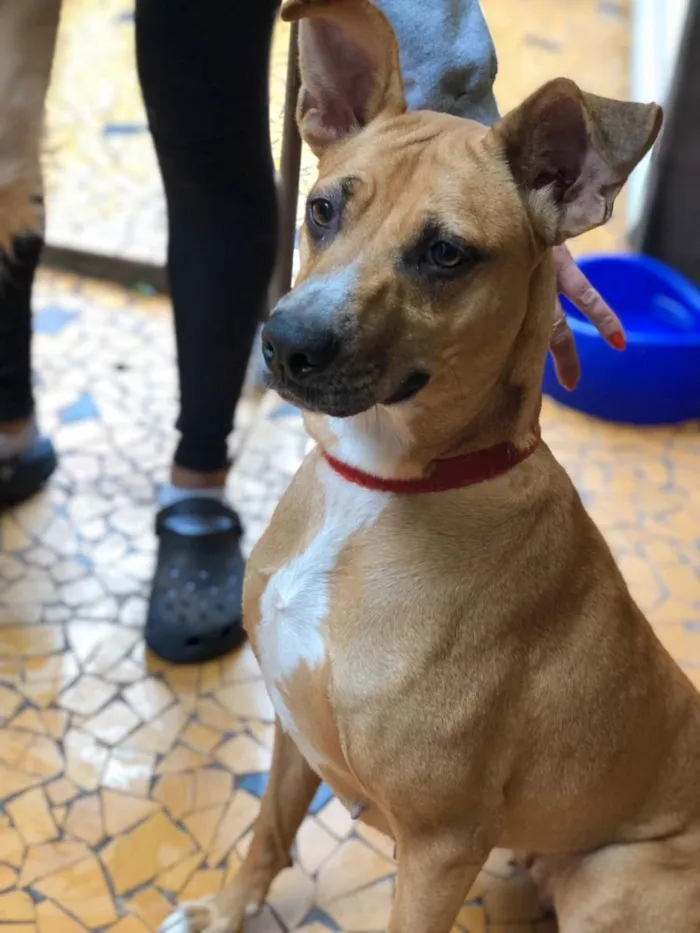 Cachorro ra a SRD idade 2 anos nome Bela