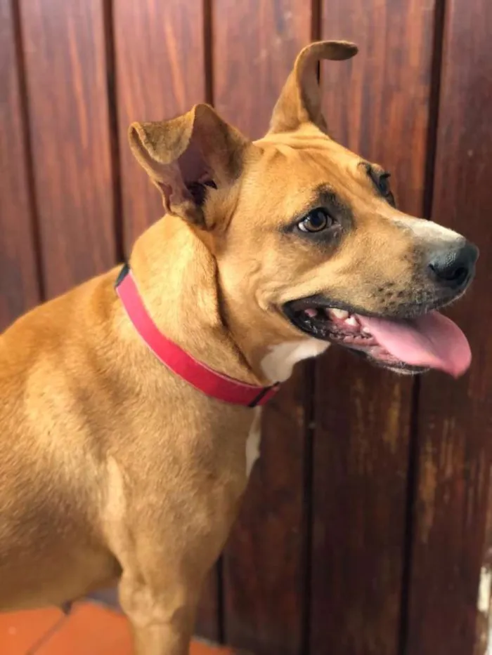 Cachorro ra a SRD idade 2 anos nome Bela