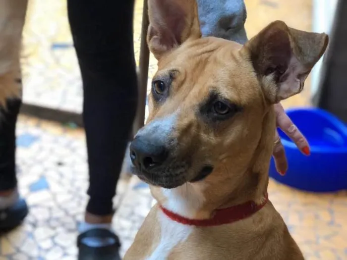 Cachorro ra a SRD idade 2 anos nome Bela