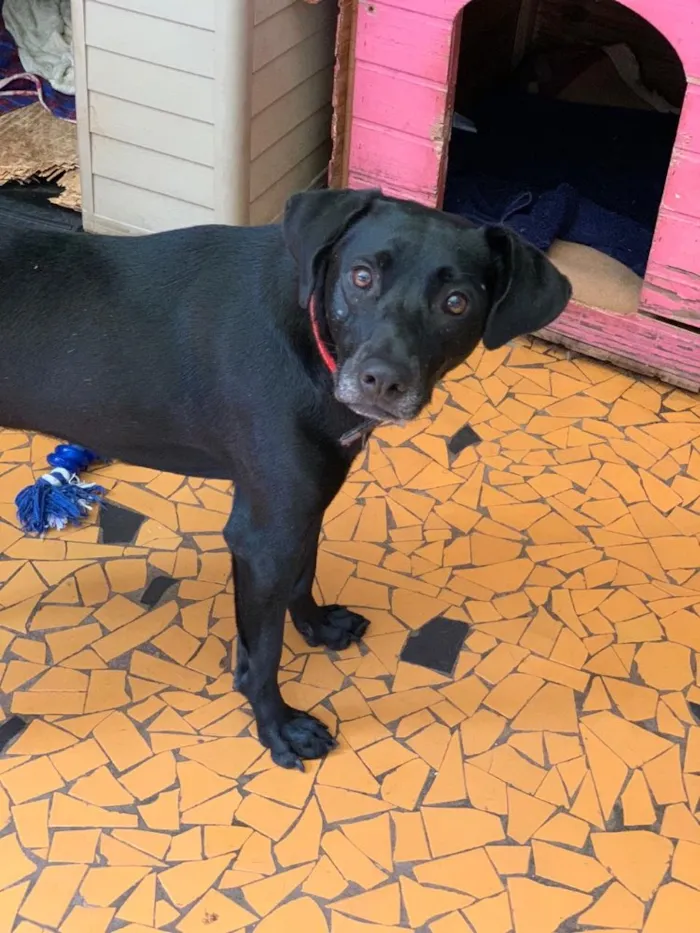 Cachorro ra a SRD idade 1 ano nome Belinha
