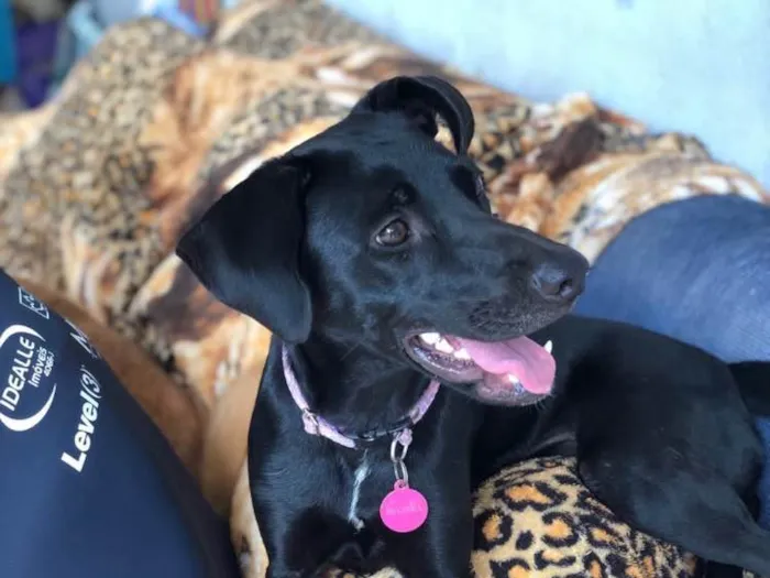 Cachorro ra a SRD idade 1 ano nome Belinha
