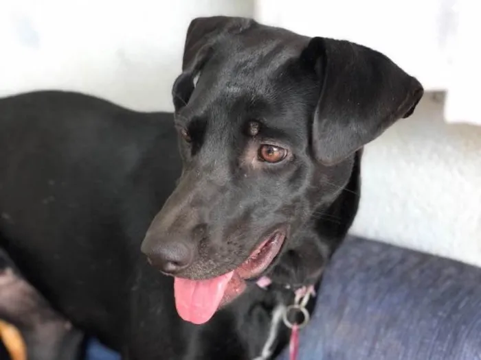 Cachorro ra a SRD idade 1 ano nome Belinha