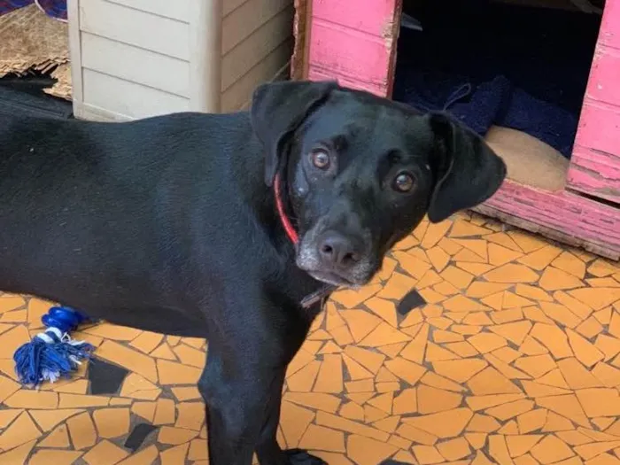 Cachorro ra a SRD idade 1 ano nome Belinha