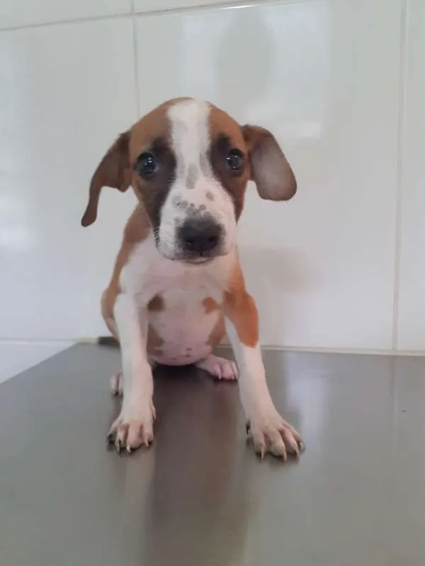 Cachorro ra a Viralata idade Abaixo de 2 meses nome Bebel