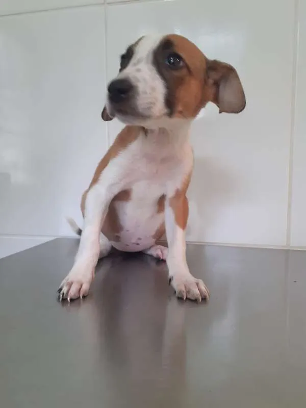 Cachorro ra a Viralata idade Abaixo de 2 meses nome Bebel
