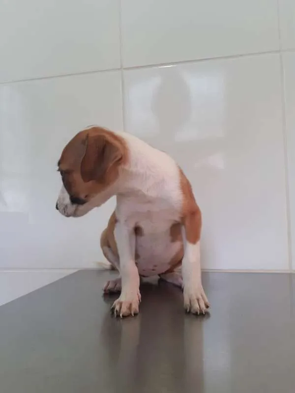 Cachorro ra a Viralata idade Abaixo de 2 meses nome Bebel