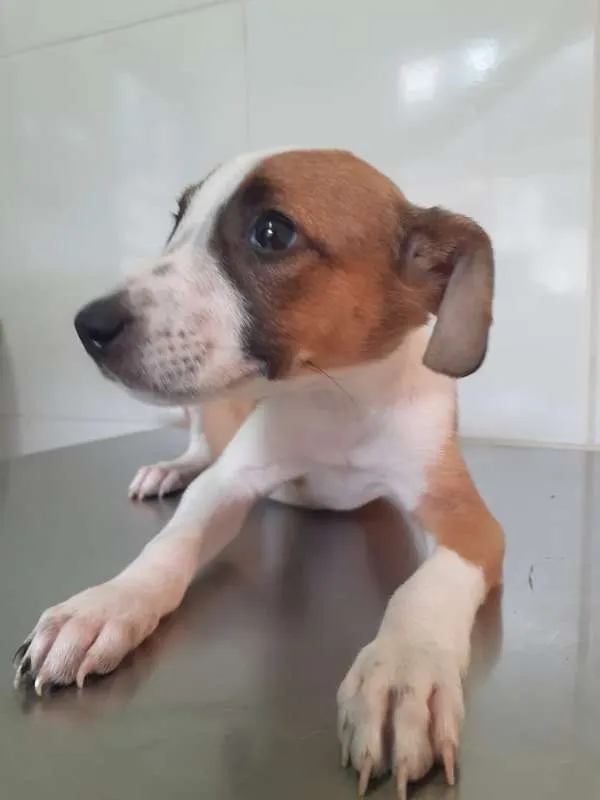 Cachorro ra a Viralata idade Abaixo de 2 meses nome Bebel