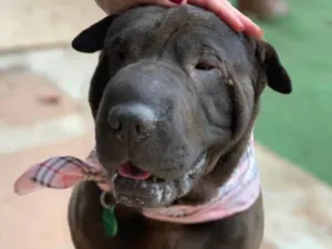 Cachorro raça Sharpei idade 2 anos nome Shakira