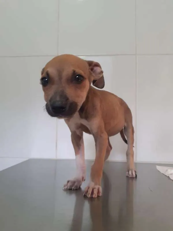 Cachorro raça Viralata idade Abaixo de 2 meses nome Gabi