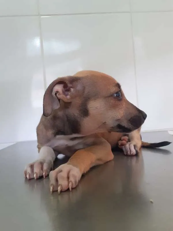 Cachorro raça Viralata idade Abaixo de 2 meses nome Gabi