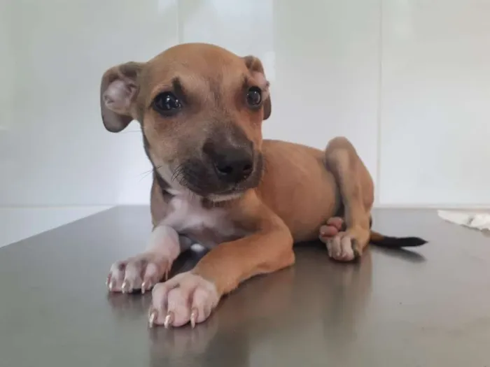 Cachorro raça Viralata idade Abaixo de 2 meses nome Gabi
