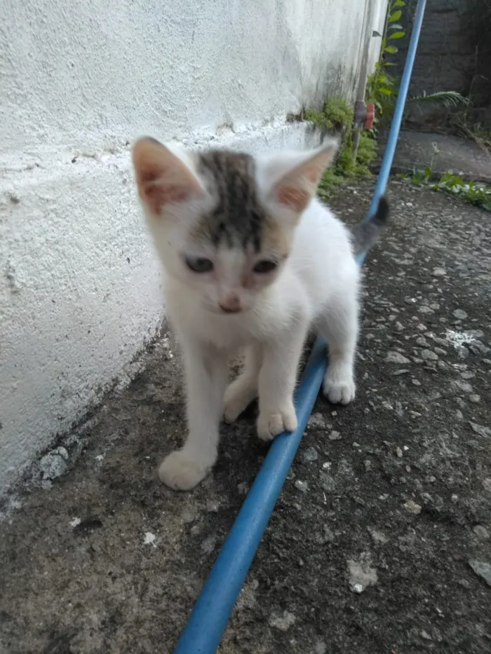 Gato ra a Srd idade 2 a 6 meses nome Moicano e branquinha