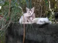 Moicano e branquinha