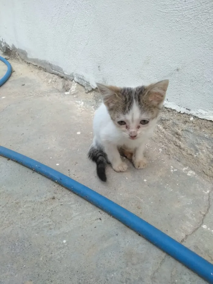 Gato ra a Srd idade 2 a 6 meses nome Moicano e branquinha