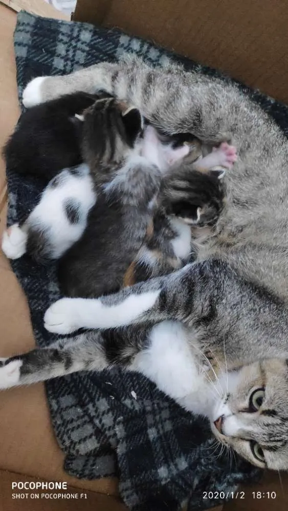 Gato ra a Sem raça idade Abaixo de 2 meses nome Sem bome