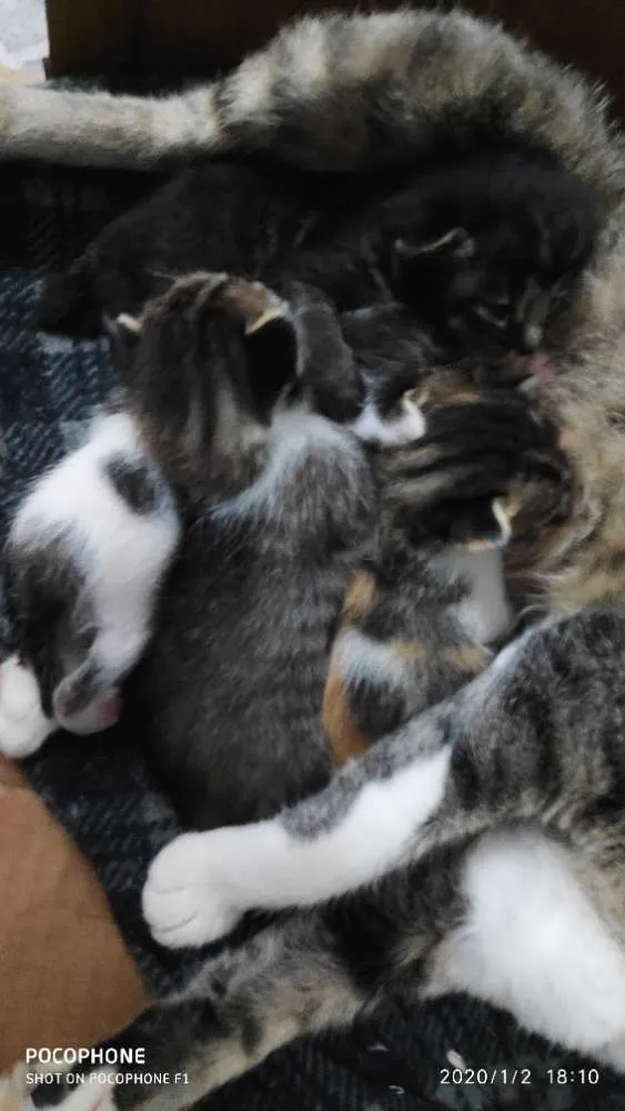 Gato ra a Sem raça idade Abaixo de 2 meses nome Sem bome