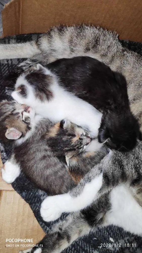 Gato ra a Sem raça idade Abaixo de 2 meses nome Sem bome
