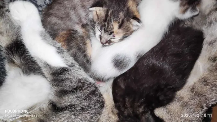 Gato ra a Sem raça idade Abaixo de 2 meses nome Sem bome