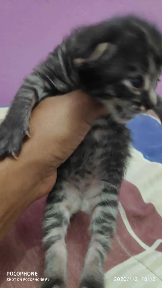 Gato ra a Sem raça idade Abaixo de 2 meses nome Sem bome