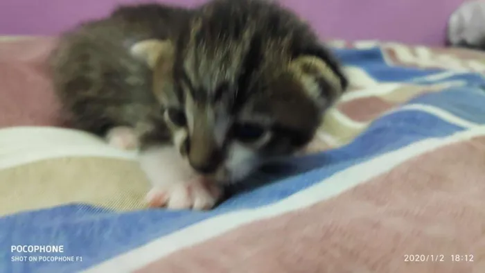 Gato ra a Sem raça idade Abaixo de 2 meses nome Sem bome