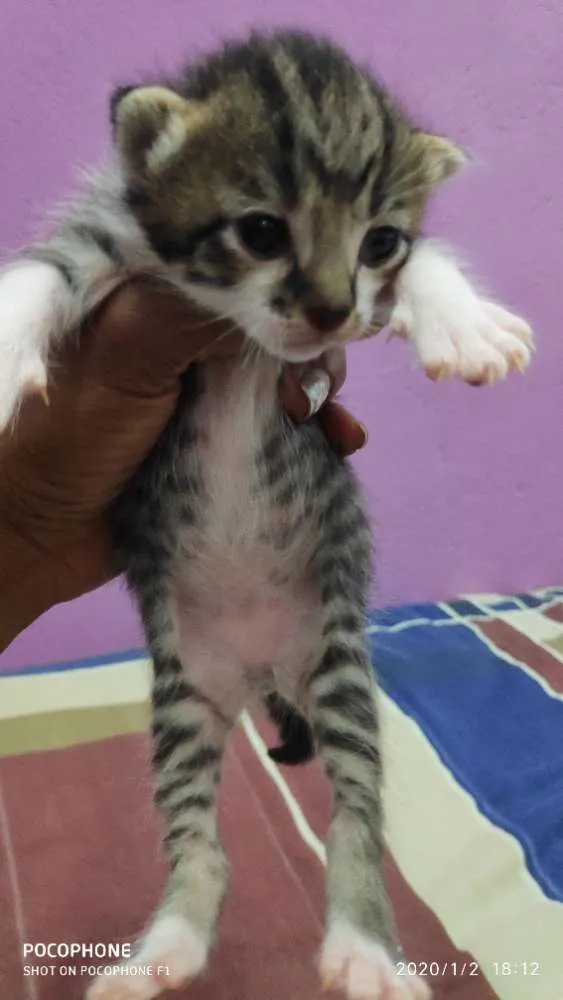 Gato ra a Sem raça idade Abaixo de 2 meses nome Sem bome