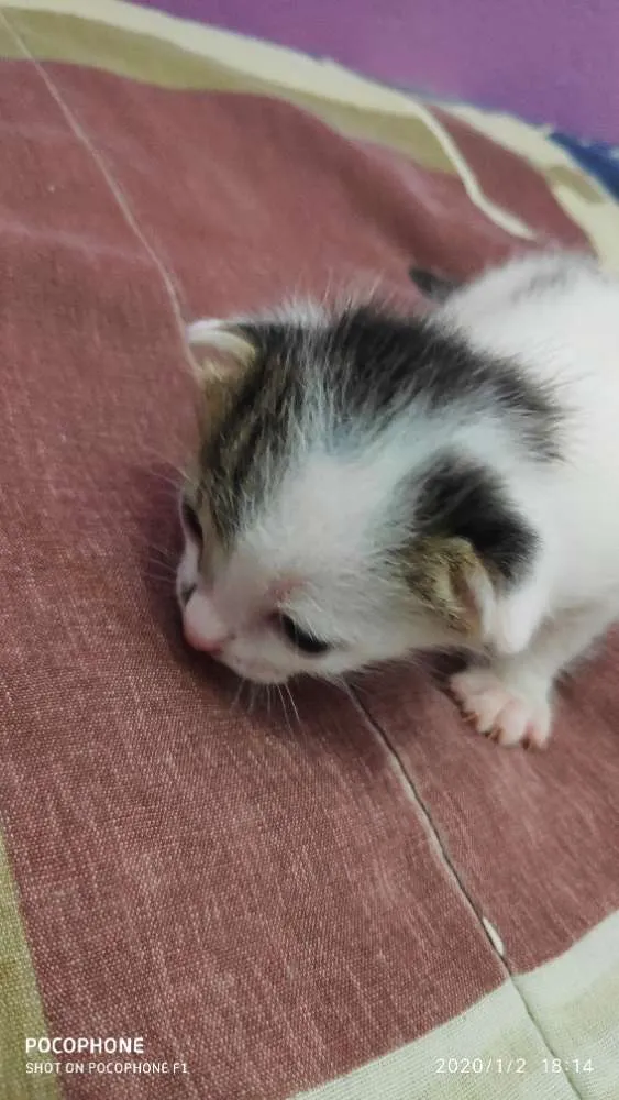 Gato ra a Sem raça idade Abaixo de 2 meses nome Sem bome