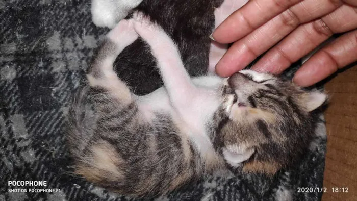 Gato ra a Sem raça idade Abaixo de 2 meses nome Sem bome