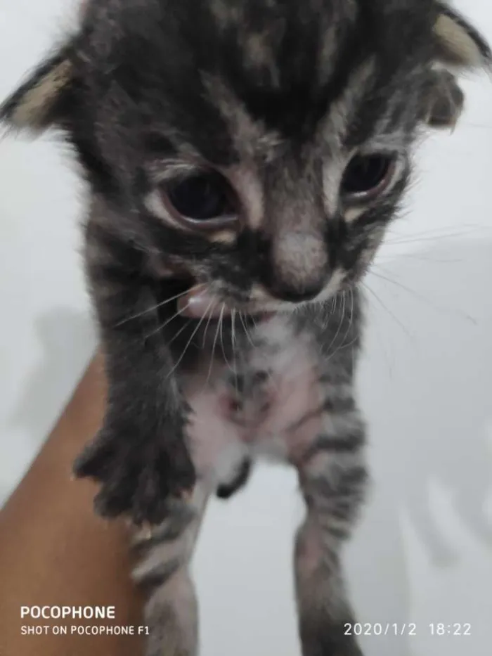 Gato ra a Sem raça idade Abaixo de 2 meses nome Sem bome