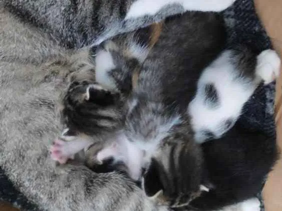 Gato ra a Sem raça idade Abaixo de 2 meses nome Sem bome