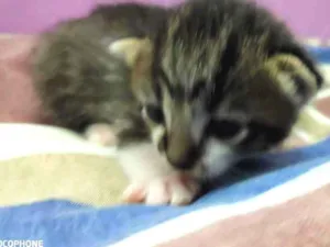 Gato raça Sem raça idade Abaixo de 2 meses nome Sem bome