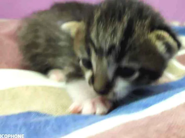 Gato ra a Sem raça idade Abaixo de 2 meses nome Sem bome