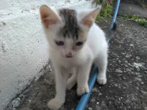 Gato raça Srd idade 2 a 6 meses nome Moicano e branquinha
