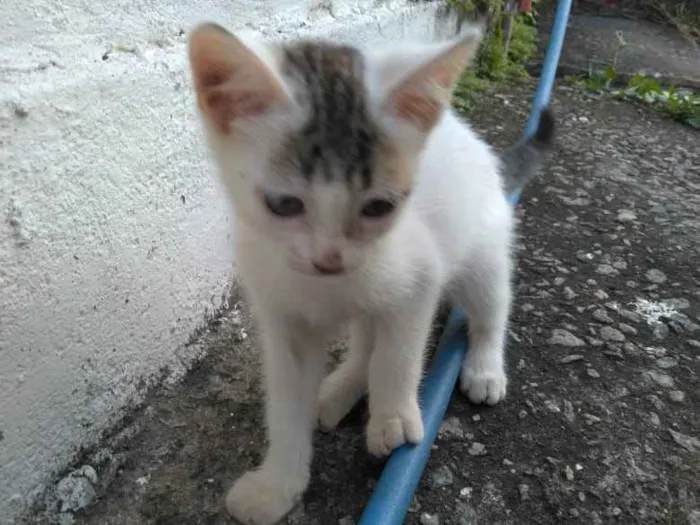 Gato ra a Srd idade 2 a 6 meses nome Moicano e branquinha