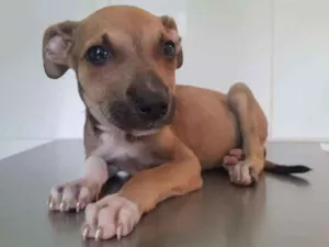Cachorro raça Viralata idade Abaixo de 2 meses nome Gabi