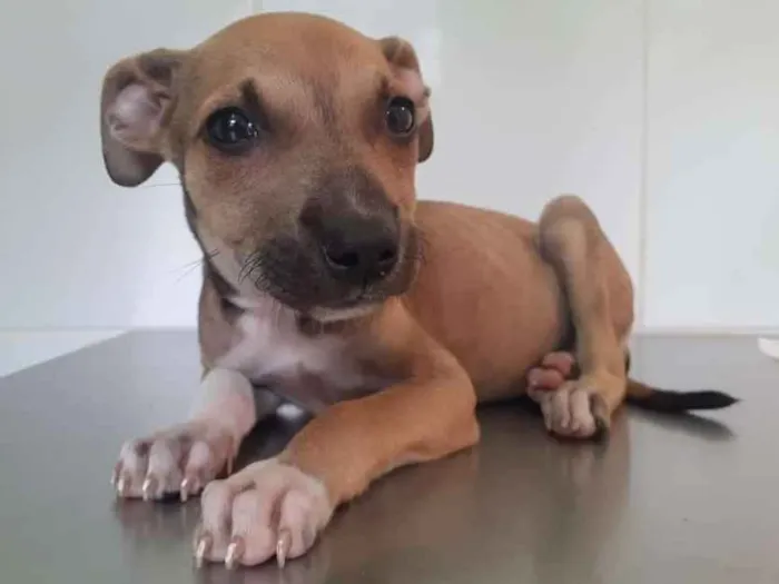 Cachorro raça Viralata idade Abaixo de 2 meses nome Gabi